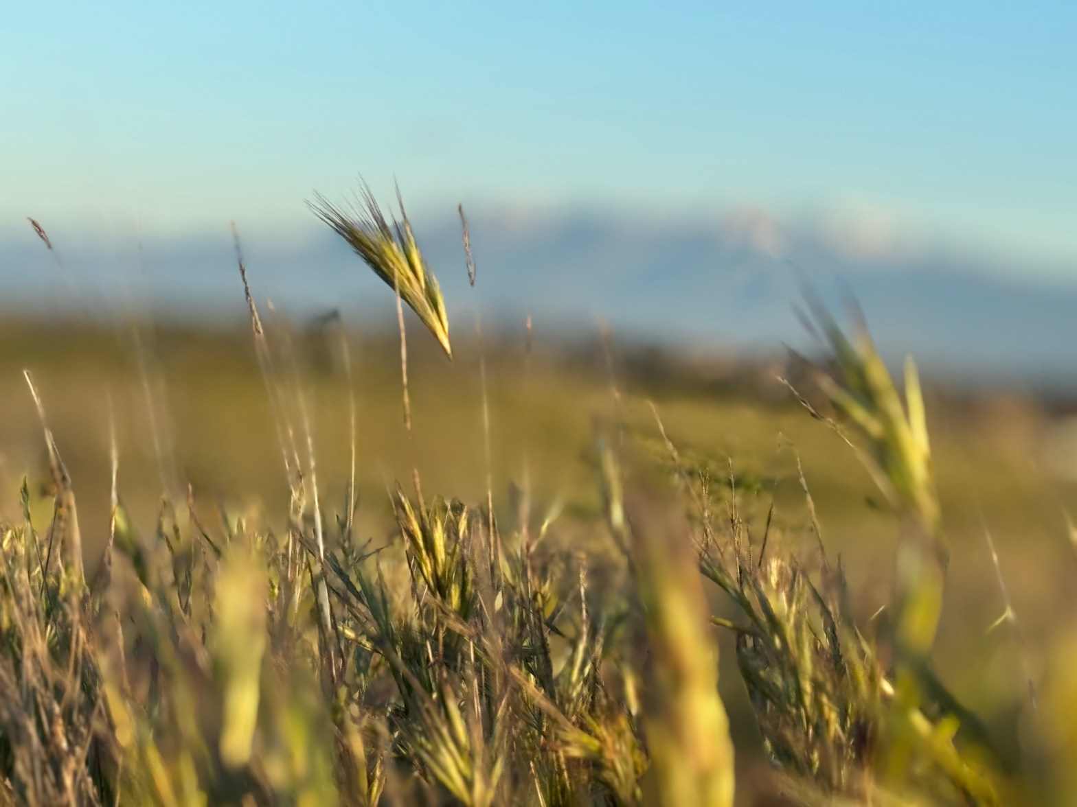 Bearing Fruit: The True Mark of Spiritual Maturity